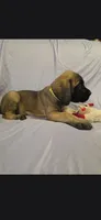Light green collar female fawn, a female English Mastiff for sale in Floral City, FL – 4 of 6
