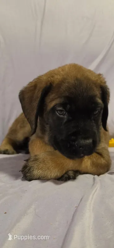 Orange collar female apricot – English Mastiff puppy for sale in Floral City, FL