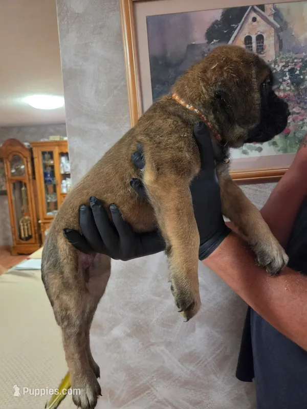 Orange collar female apricot – English Mastiff puppy for sale in Floral City, FL