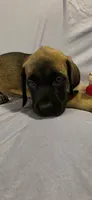 Light green collar female fawn, a female English Mastiff for sale in Floral City, FL – 3 of 6