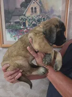 Pink collar female fawn, a female English Mastiff for sale in Floral City, FL – 4 of 4