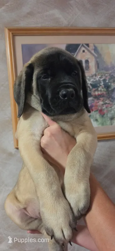Pink collar female fawn – English Mastiff puppy for sale in Floral City, FL