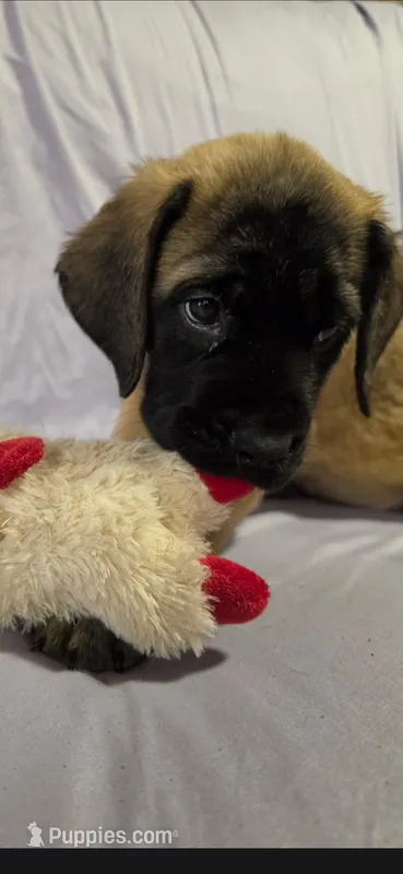 Pink collar female fawn – English Mastiff puppy for sale in Floral City, FL