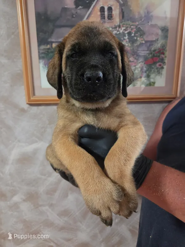 Red collar male apricot – English Mastiff puppy for sale in Floral City, FL