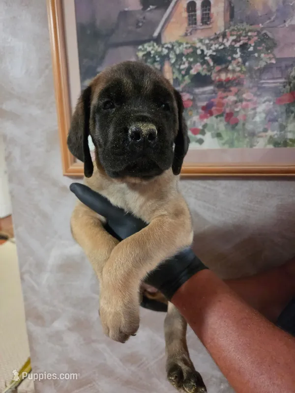 Yellow collar female apricot – English Mastiff puppy for sale in Floral City, FL