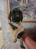 Yellow collar female apricot, a female English Mastiff for sale in Floral City, FL – 1 of 4