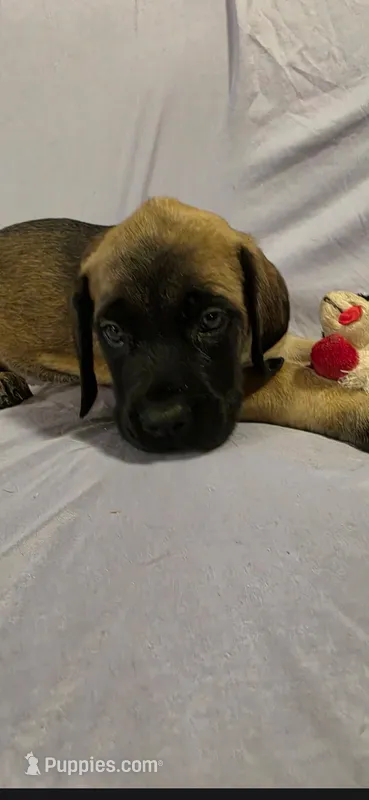 Light green collar female fawn – English Mastiff puppy for sale in Floral City, FL