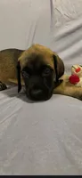 Light green collar female fawn, a female English Mastiff for sale in Floral City, FL – 1 of 6