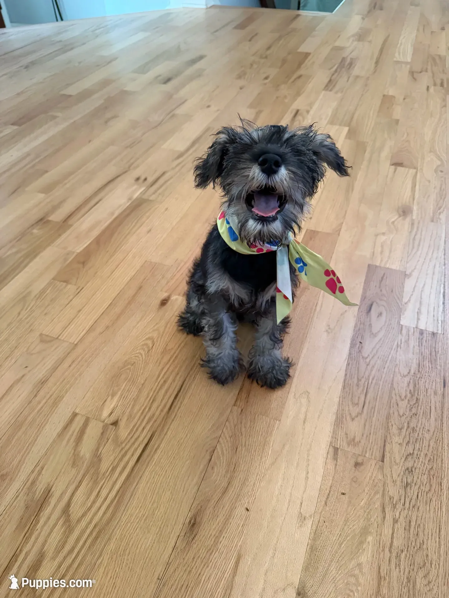 Panda, a female Miniature Schnauzer for sale in Roswell, GA – 2 of 10