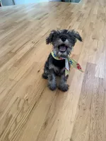 Panda, a female Miniature Schnauzer for sale in Atlanta, GA – 6 of 10
