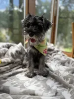 Panda, a female Miniature Schnauzer for sale in Atlanta, GA – 5 of 10