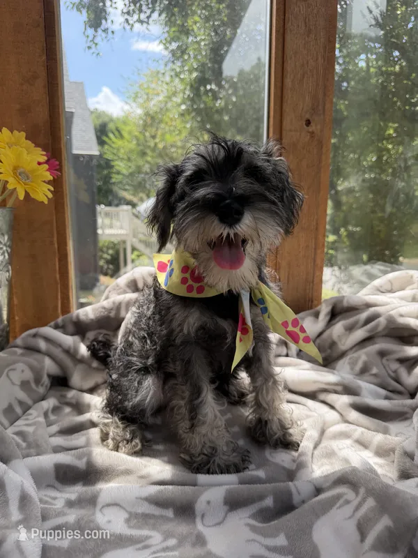 Oreo – Miniature Schnauzer puppy for sale in Roswell, GA