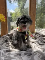 Oreo, a female Miniature Schnauzer for sale in Atlanta, GA – 4 of 10