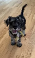 Panda, a female Miniature Schnauzer for sale in Atlanta, GA – 8 of 10