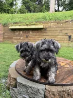 Oreo, a female Miniature Schnauzer for sale in Atlanta, GA – 8 of 10