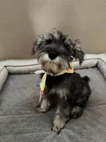 Oreo, a female Miniature Schnauzer for sale in Atlanta, GA – 5 of 10