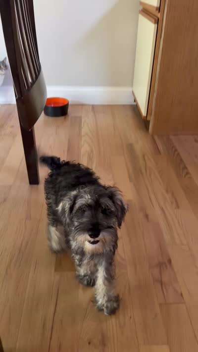 Oreo, a female Miniature Schnauzer for sale in Atlanta, GA – 9 of 10