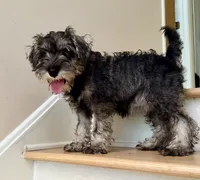 Oreo, a female Miniature Schnauzer for sale in Atlanta, GA – 10 of 10