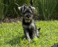 Panda, a female Miniature Schnauzer for sale in Roswell, GA – 7 of 8