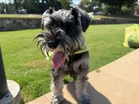Panda, a female Miniature Schnauzer for sale in Roswell, GA – 7 of 10