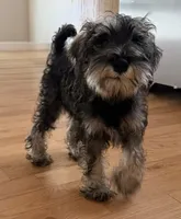 Oreo, a female Miniature Schnauzer for sale in Atlanta, GA – 1 of 10
