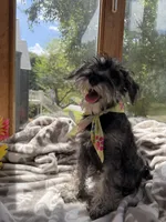 Panda, a female Miniature Schnauzer for sale in Atlanta, GA – 3 of 10