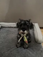 Panda, a female Miniature Schnauzer for sale in Atlanta, GA – 2 of 10