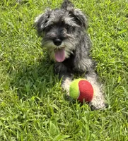 Oreo, a female Miniature Schnauzer for sale in Roswell, GA – 7 of 8