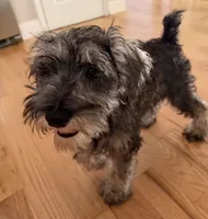 Oreo, a female Miniature Schnauzer for sale in Atlanta, GA – 3 of 10
