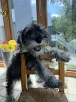 Oreo, a female Miniature Schnauzer for sale in Atlanta, GA – 7 of 10