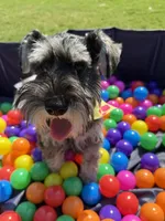 Oreo, a female Miniature Schnauzer for sale in Roswell, GA – 10 of 10