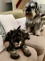 Panda, a female Miniature Schnauzer for sale in Atlanta, GA – 10 of 10