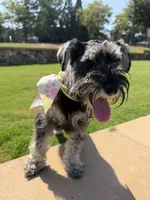 Panda, a female Miniature Schnauzer for sale in Roswell, GA – 9 of 10