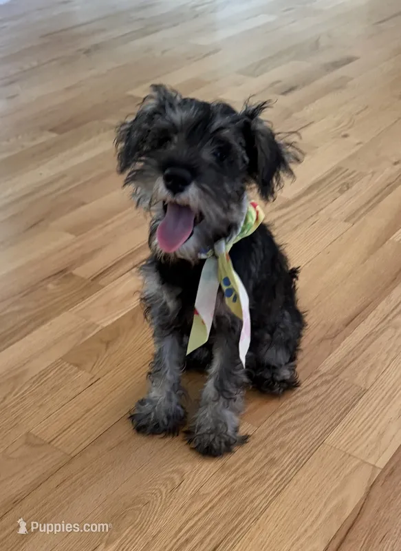 Panda – Miniature Schnauzer puppy for sale in Atlanta, GA