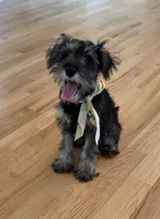 Panda, a female Miniature Schnauzer for sale in Atlanta, GA – 1 of 10