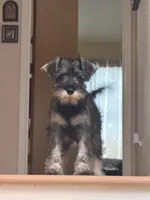 Panda, a female Miniature Schnauzer for sale in Atlanta, GA – 7 of 10