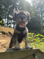 Panda, a female Miniature Schnauzer for sale in Roswell, GA – 8 of 8