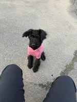 Supreme, a male Labradoodle for sale in Dunwoody, GA – Photo 2 of 2