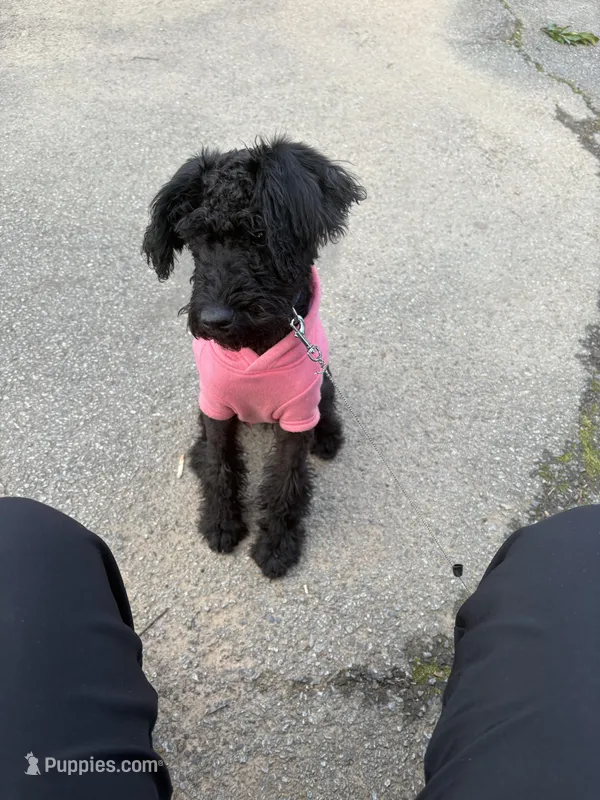 Supreme – Labradoodle puppy for sale in Dunwoody, GA