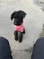 Supreme, a male Labradoodle for sale in Dunwoody, GA – Photo 1 of 2