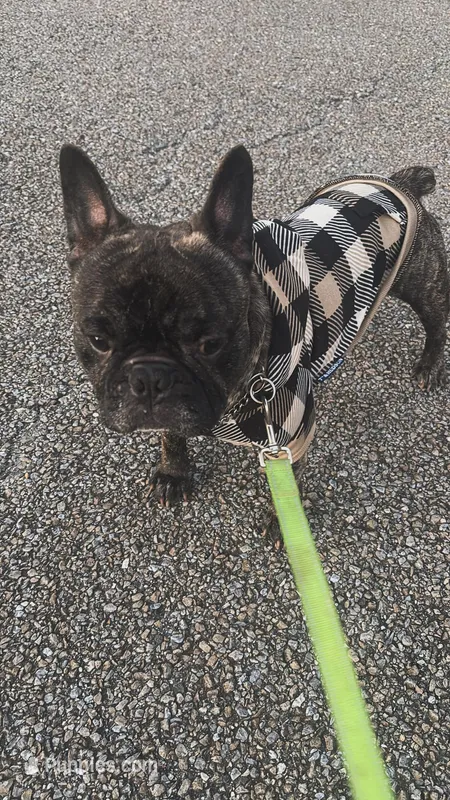Kojo – French Bulldog puppy for sale in Waldorf, MD