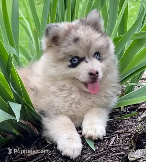 Sheila – Pomsky puppy for sale in Fountain City, IN