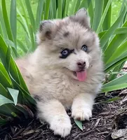 Sheila, a female Pomsky for sale in Fountain City, IN – 1 of 6