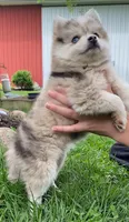 Joyce, a female Pomsky for sale in Fountain City, IN – 7 of 7