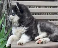 Tina, a female Alaskan Husky for sale in Fountain City, IN – 4 of 7