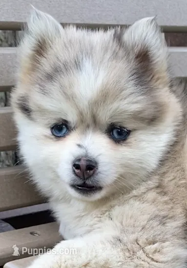 Joyce – Pomsky puppy for sale in Fountain City, IN