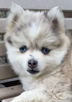 Joyce, a female Pomsky for sale in Fountain City, IN – 1 of 7