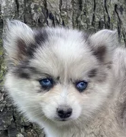 Carol, a female Alaskan Husky and Pomsky for sale in Fountain City, IN – 5 of 5