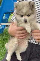 Joyce, a female Pomsky for sale in Fountain City, IN – 2 of 7