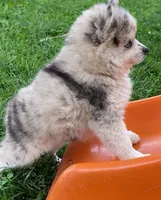 Joyce, a female Pomsky for sale in Fountain City, IN – 3 of 7